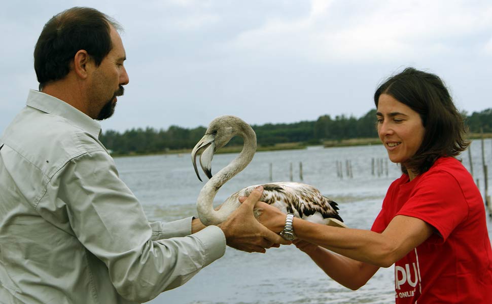 Liberazione Fenicottero (Fabio Cianchi Francesca Licopoli)